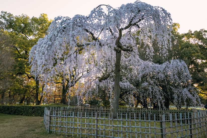 枝垂れ桜