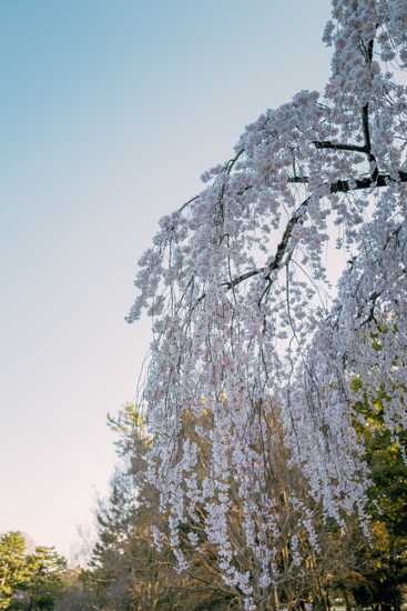 朝陽に照らされた桜