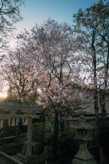 観光神社前の桜