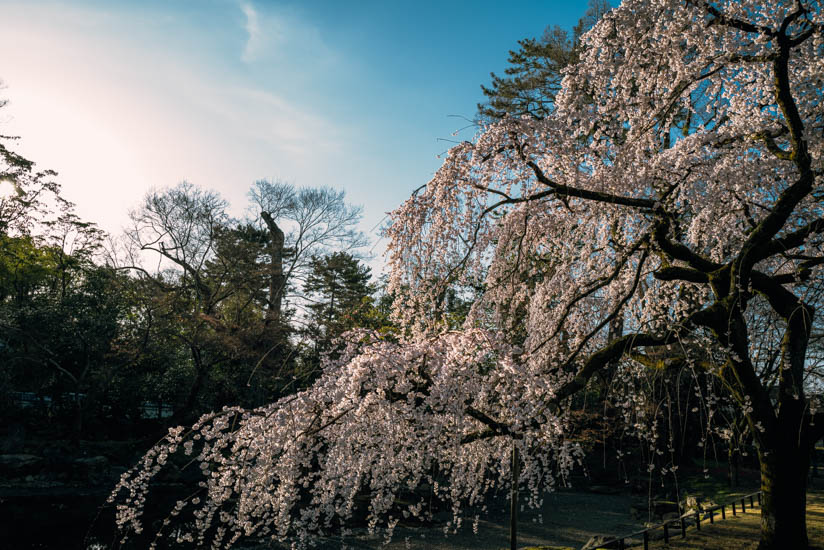 最高の状態の桜