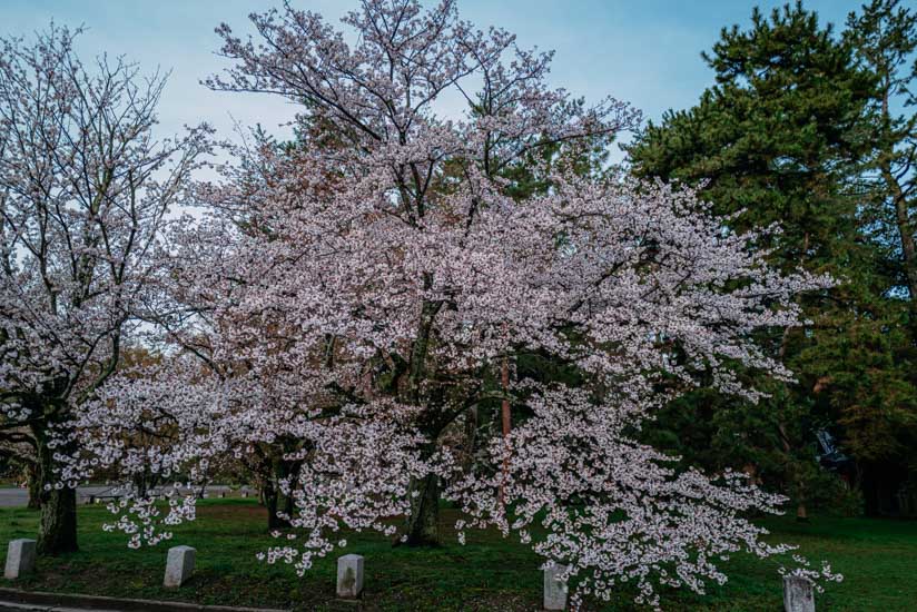 建礼門前の桜