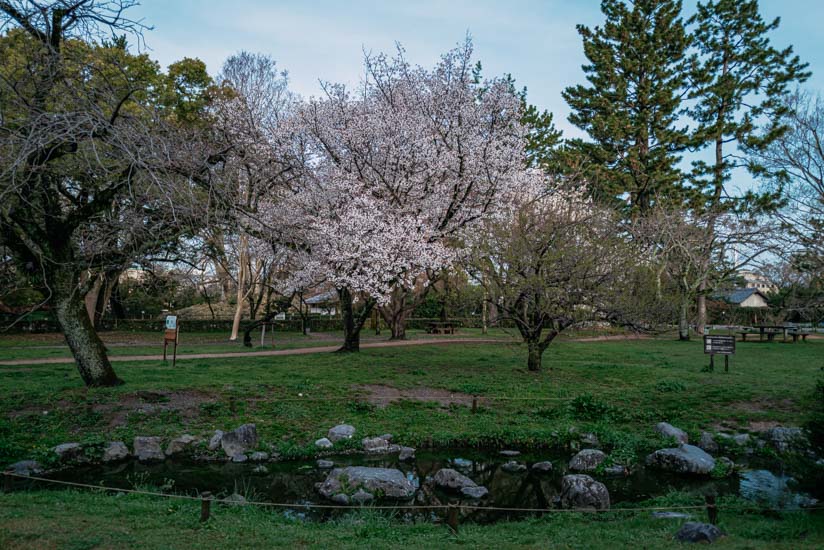 散歩しながら桜を観賞