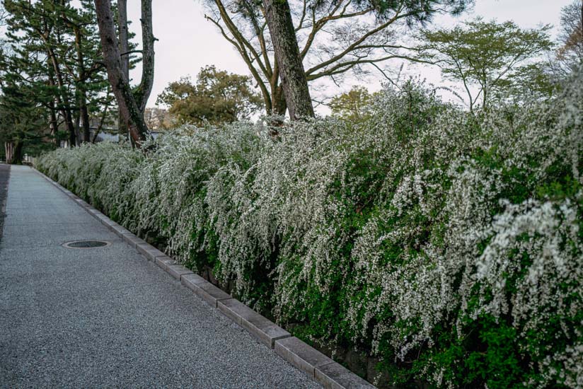 ユキヤナギ