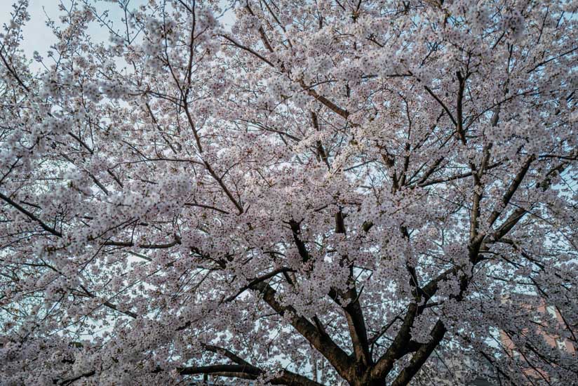 間之町口の近くの桜