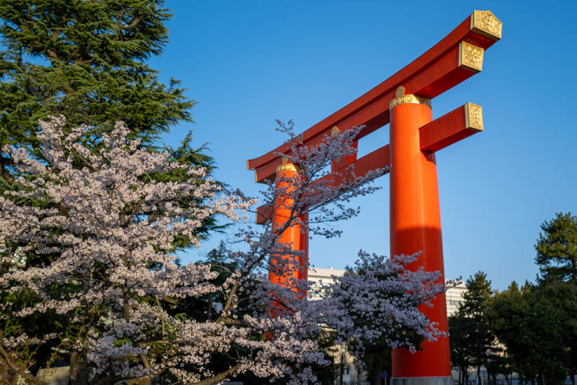 大鳥居周辺の桜