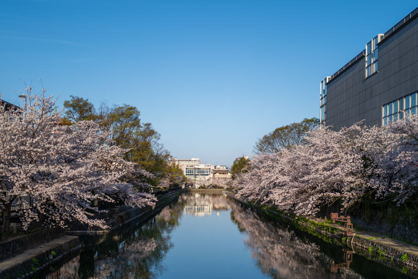 両サイドの桜が圧巻