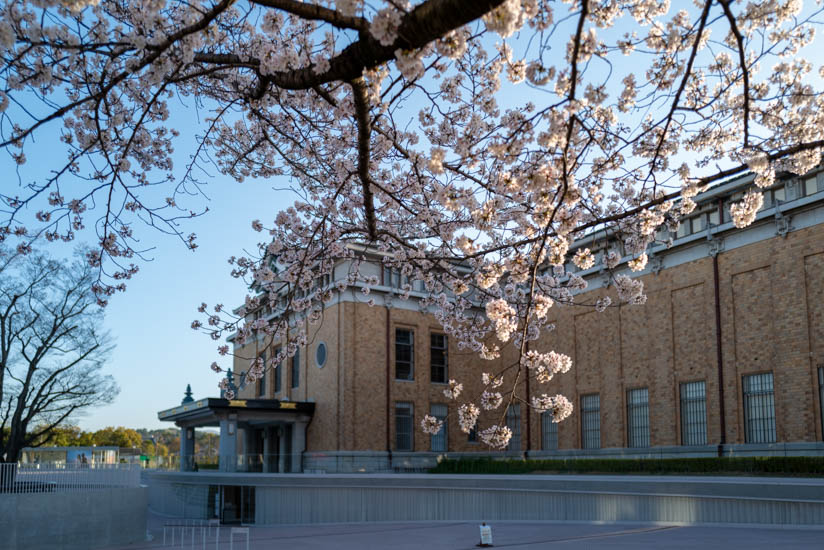 大鳥居周辺の桜