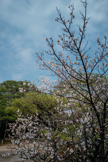 少し咲いていた梅