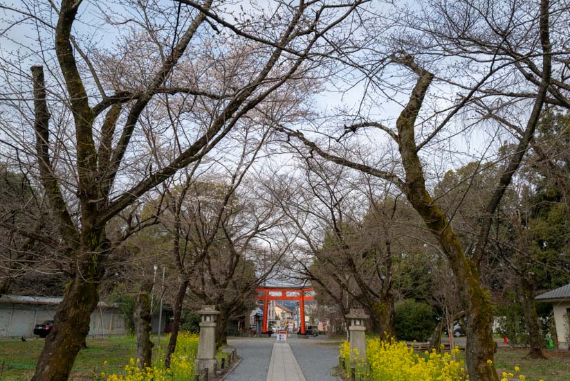 平野神社の桜と菜の花