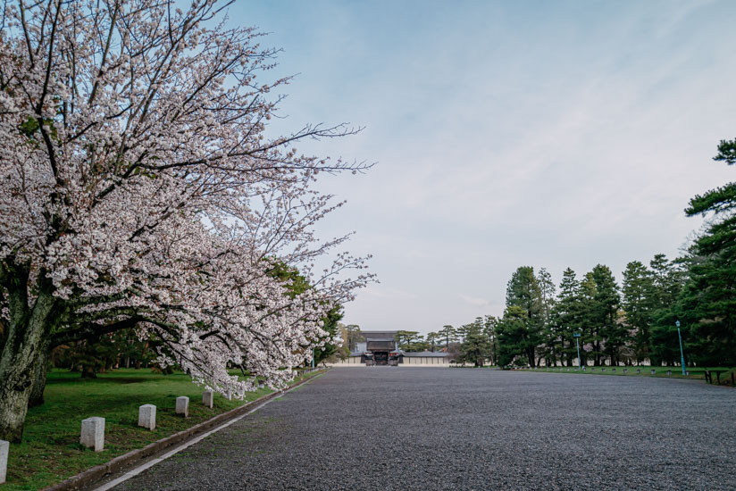 建礼門前の路と桜