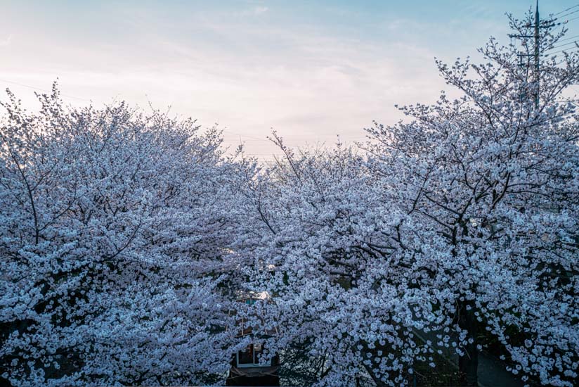 満開の桜