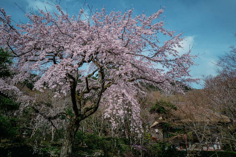 仁王門の脇に咲く桜