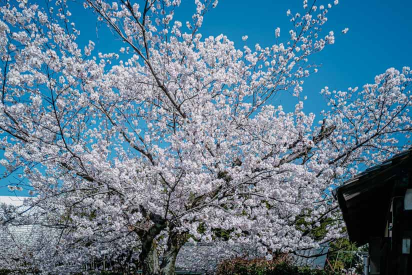 山門の脇に咲く桜