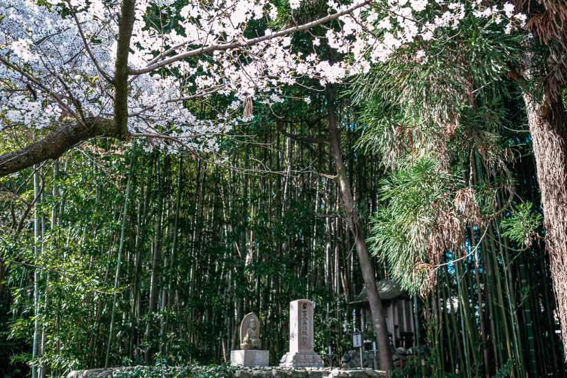 竹林が涼し気