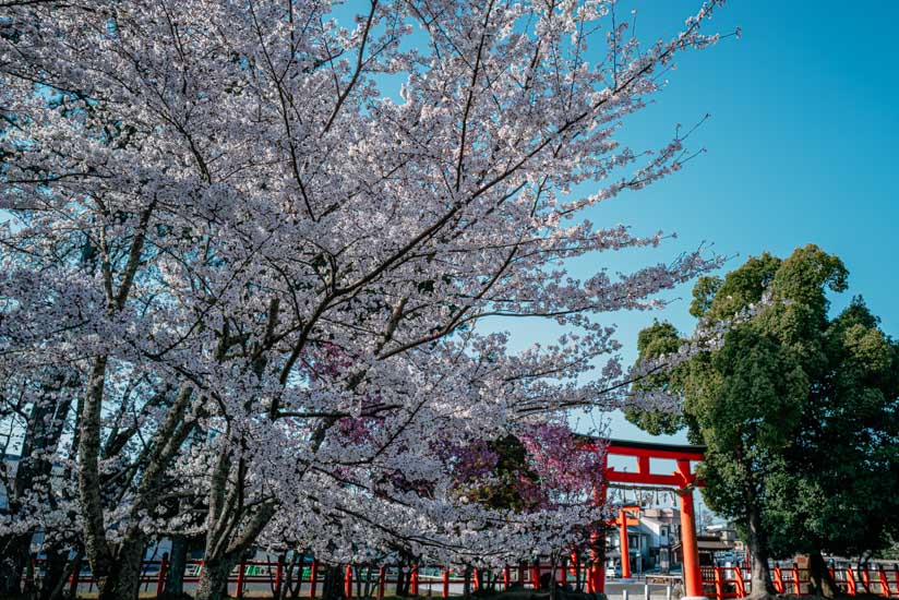 一の鳥居をくぐったところの桜