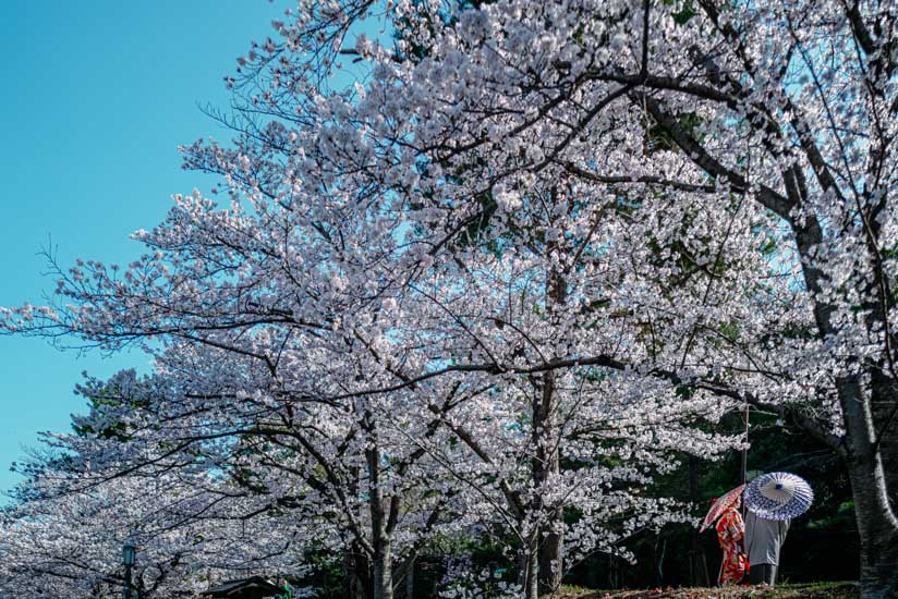 高台寺公園の桜並木