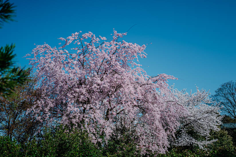 桜も満開