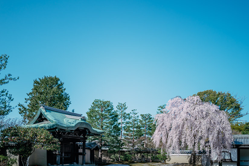 境内の枝垂れ桜