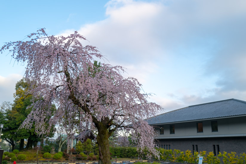 南禅会館前の桜