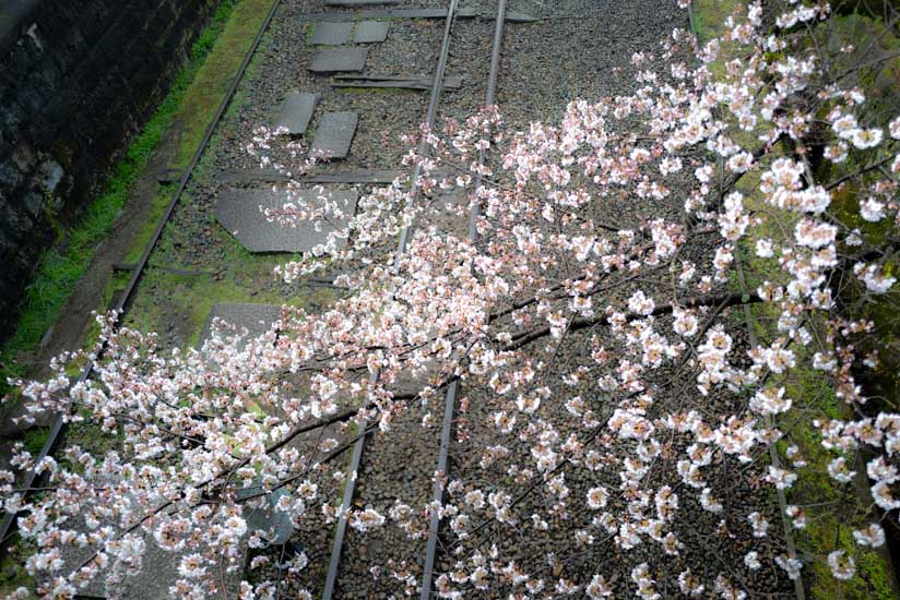 インクラインの桜