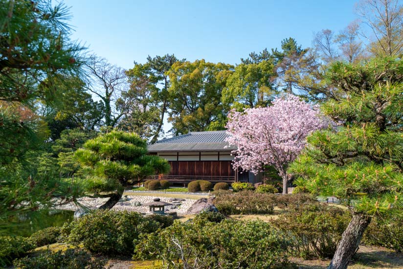 青流園と桜の競演