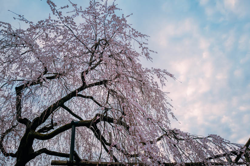 枝垂れ桜