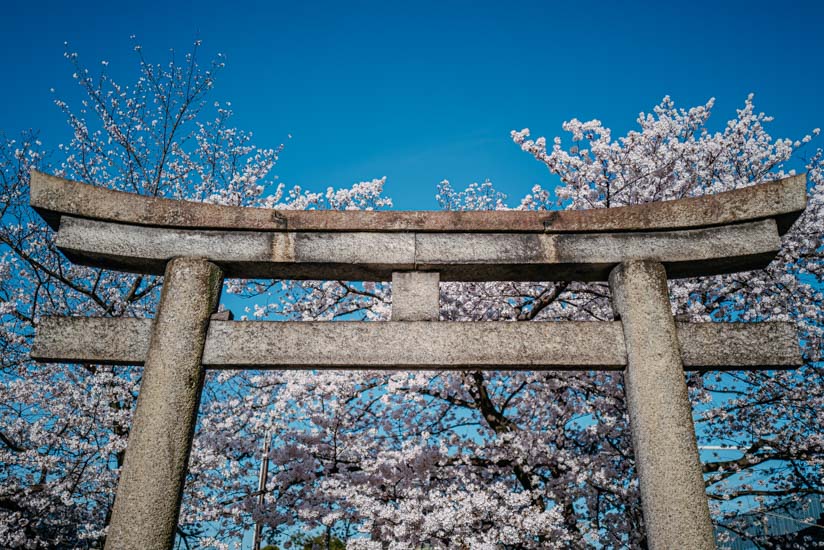 見事な桜