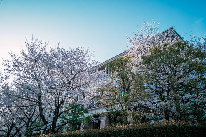 洛南高校の桜