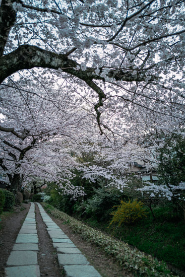 満開の桜の下を散歩