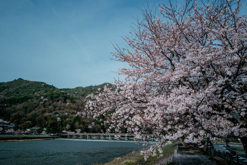 満開の桜と渡月橋