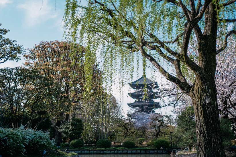 宝蔵周辺の柳と五重塔