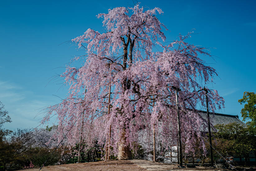 不二桜