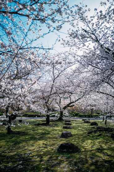 桜の名所の一つ