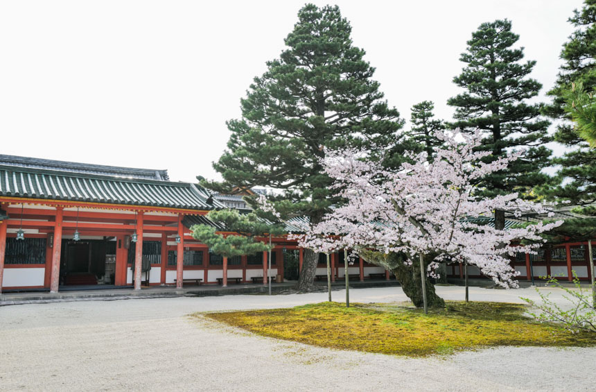 応天門をくぐり神苑に入る前の桜