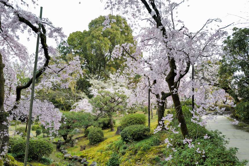 南神苑の桜