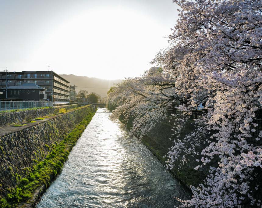 朝陽に照らされた桜