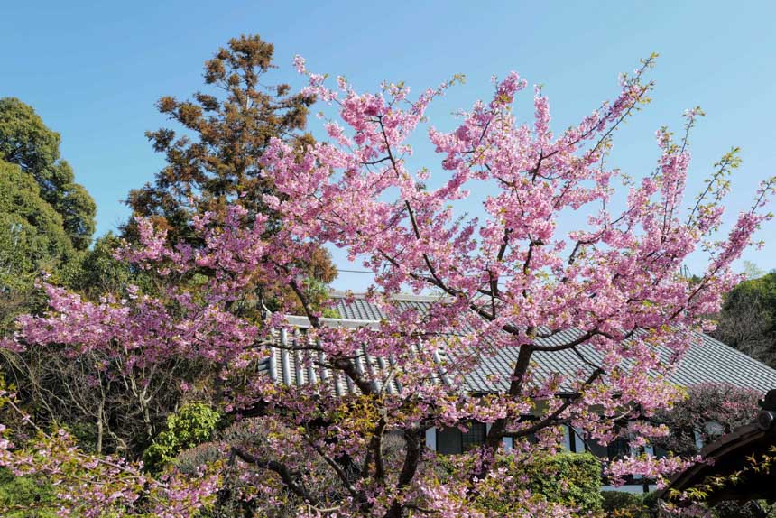 好きな寺院