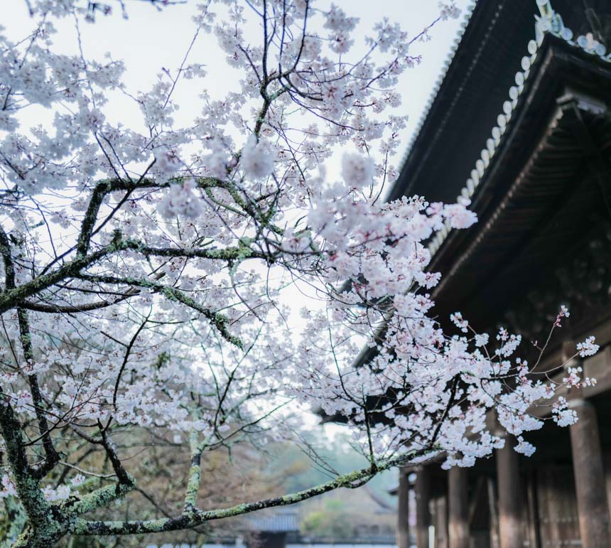 三門前の満開の桜