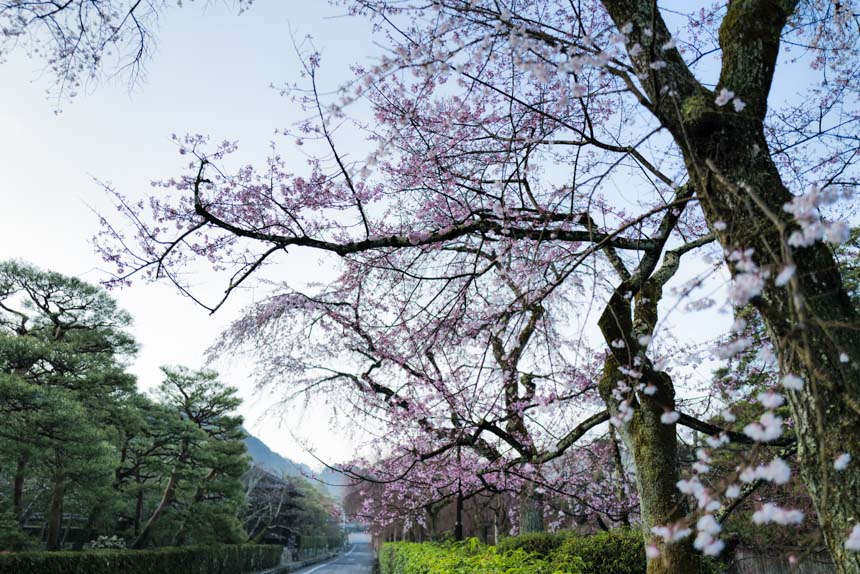 草川橋周辺の桜