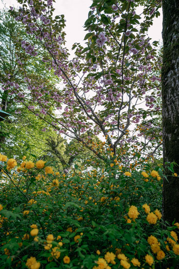 八重桜と満開の山吹