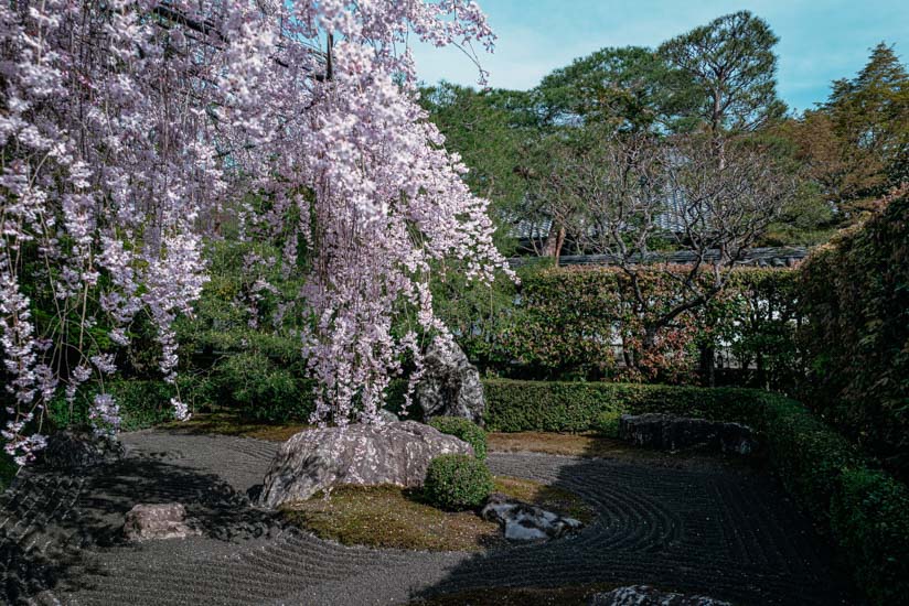 紅枝垂れ桜