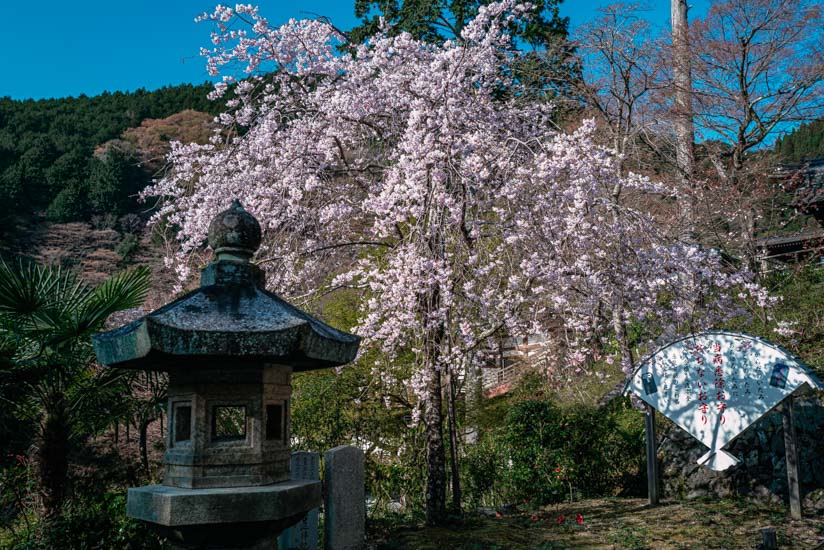 桜が満開