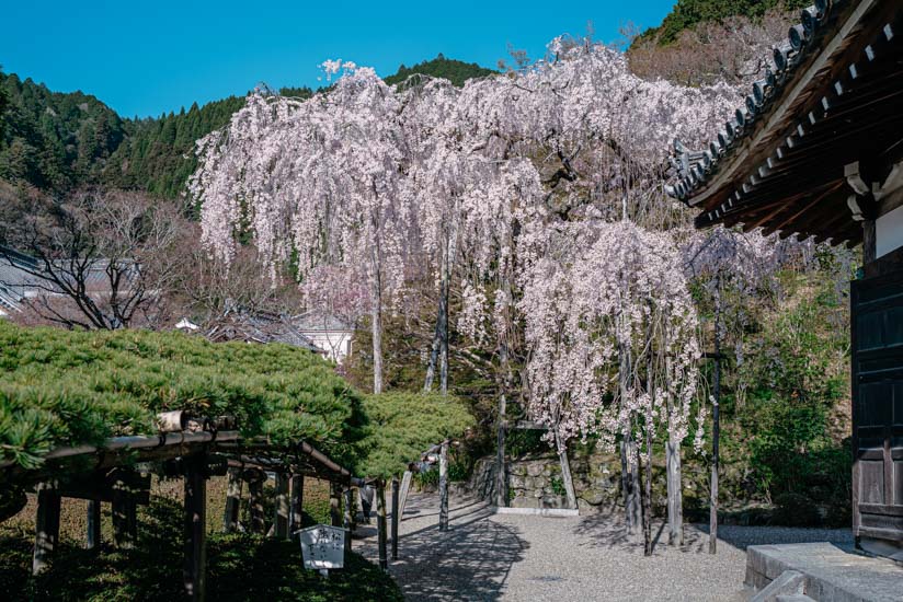 経堂前の桜