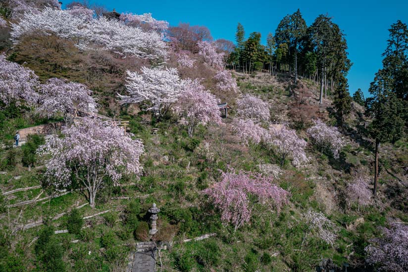 桜あじさい苑の景色