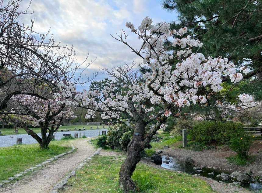 京都御苑(桜終わりかけ) (6)