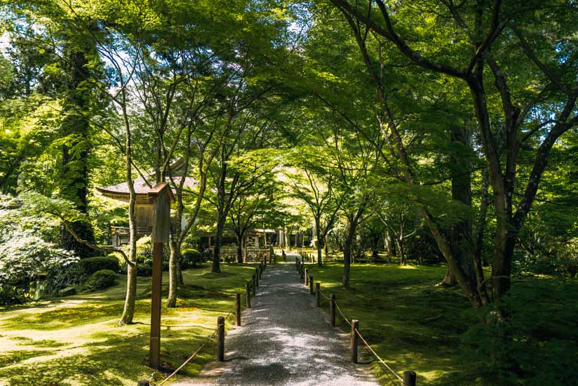 緑と苔と太陽による芸術