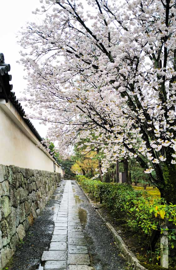 見どころの多い建仁寺の桜