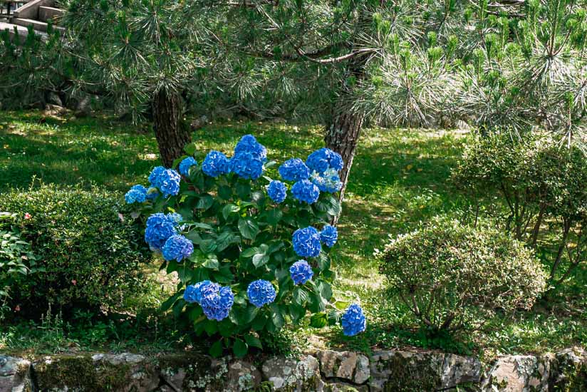 紫陽花がキレイ