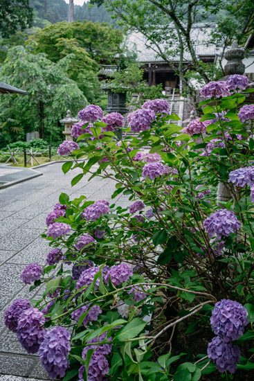 紫の紫陽花と善峯寺