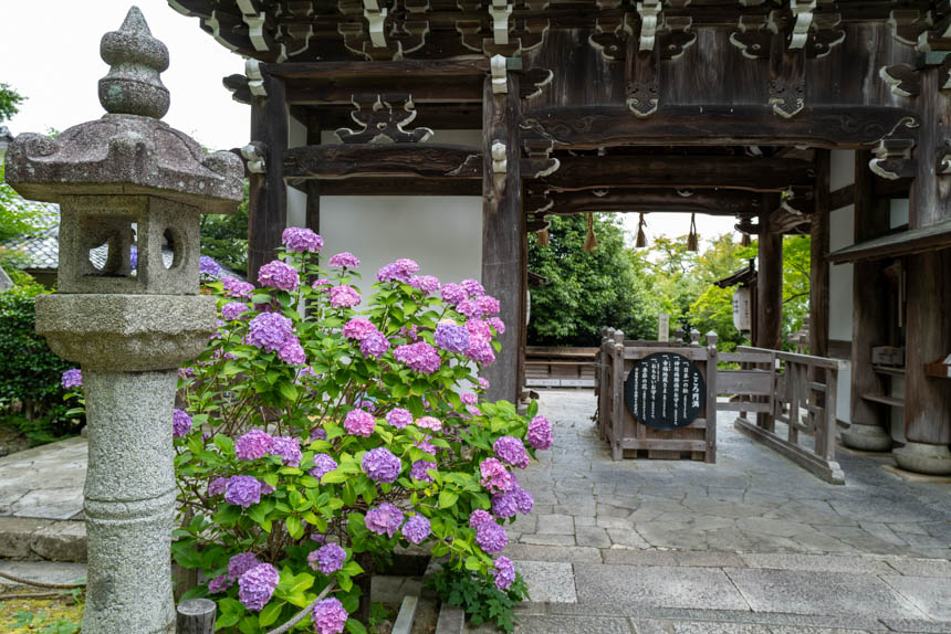 紫陽花の季節の善峯寺